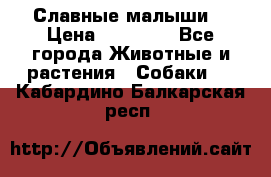 Славные малыши! › Цена ­ 10 000 - Все города Животные и растения » Собаки   . Кабардино-Балкарская респ.